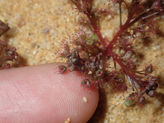 Drosera humilis