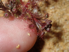Drosera humilis