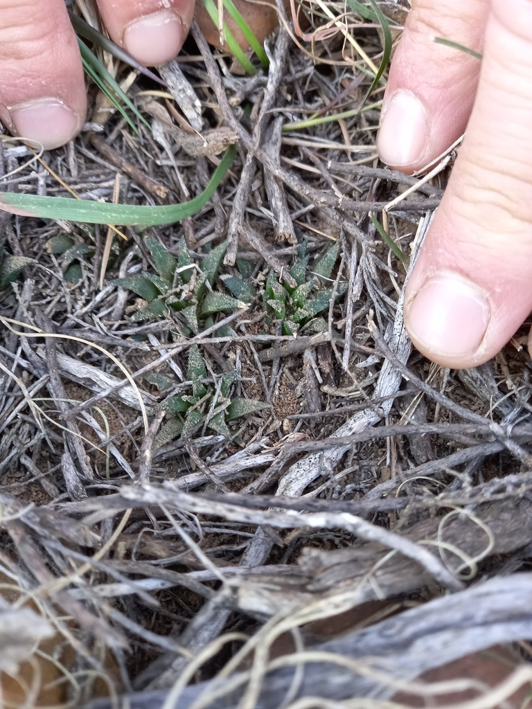 Haworthia parksiana, Eden, ZA-WC, ZA