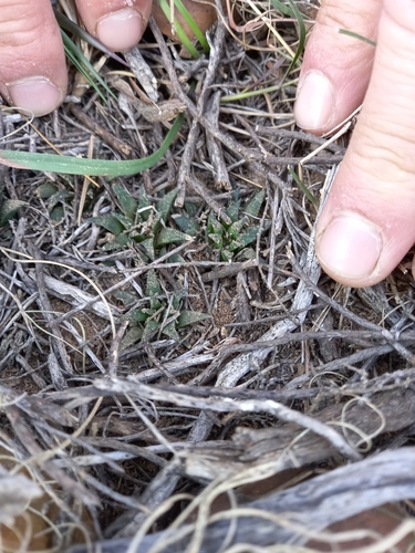 Haworthia parksiana