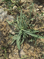 Gypsophila acutifolia