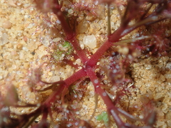 Drosera humilis