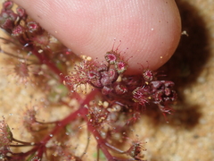 Drosera humilis