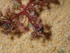Drosera humilis