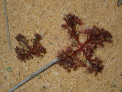 Drosera humilis