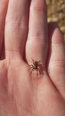 Artoriopsis expolita