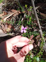 Tetratheca thymifolia