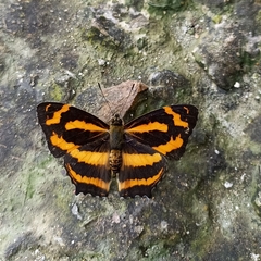 Symbrenthia niphanda