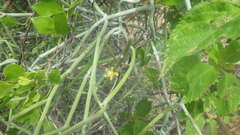 Cynanchum implicatum