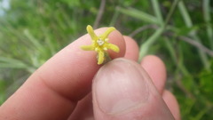 Cynanchum implicatum