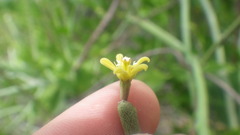 Cynanchum implicatum