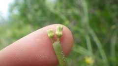 Cynanchum implicatum