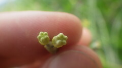 Cynanchum implicatum