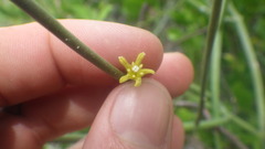 Cynanchum implicatum