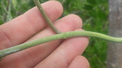 Cynanchum implicatum