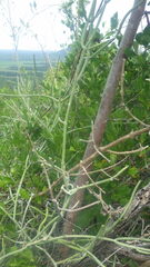 Cynanchum implicatum