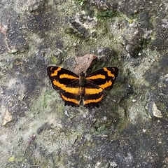 Symbrenthia niphanda