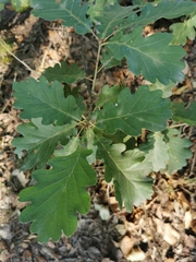 Quercus × rosacea