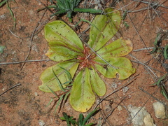 Drosera major