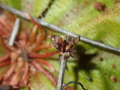 Drosera major