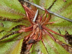 Drosera major