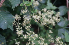 Thalictrum minus hypoleucum