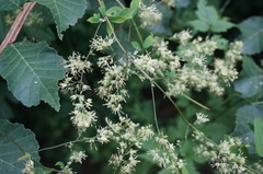 Thalictrum minus hypoleucum