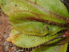 Drosera major