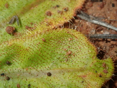 Drosera major