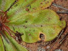Drosera major