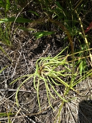 Phemeranthus rugospermus