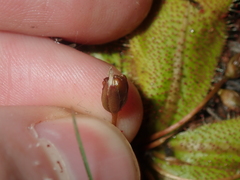 Drosera major