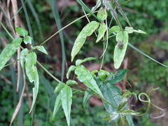 Clematis morii