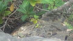 Begonia majungaensis image