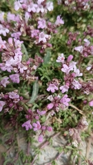 Thymus serpylloides