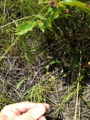 Phemeranthus rugospermus