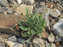 Gypsophila acutifolia