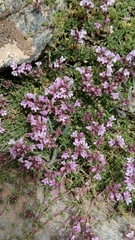 Thymus serpylloides