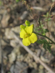 Sisymbrium lipskyi