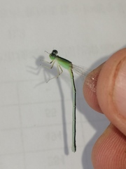 Ischnura asiatica