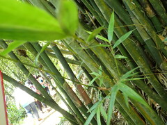 Bambusa pachinensis