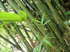 Bambusa pachinensis