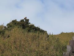 Locustella alishanensis