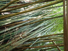 Bambusa pachinensis
