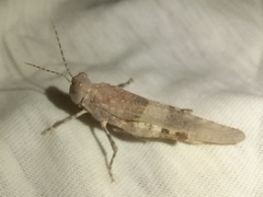 Sphingonotus azurescens