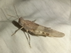 Sphingonotus azurescens