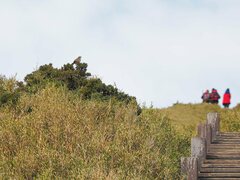 Locustella alishanensis