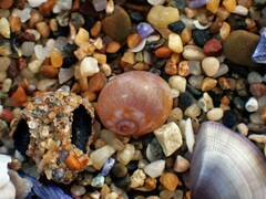 Natica pseustes