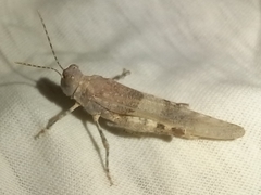 Sphingonotus azurescens