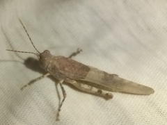Sphingonotus azurescens